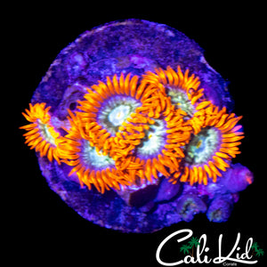 CK HATERADE ZOA MINI COLONY
