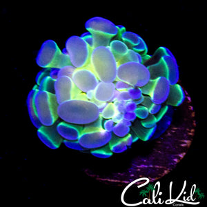 HOLOGRAM HAMMER