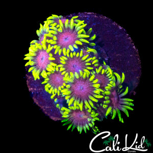 CK PURPLE HAZE GONI