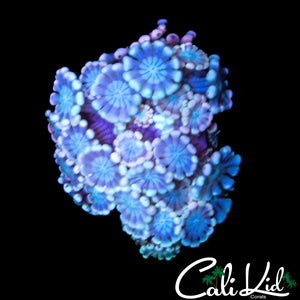 POWDER PUFF ALVEOPORA