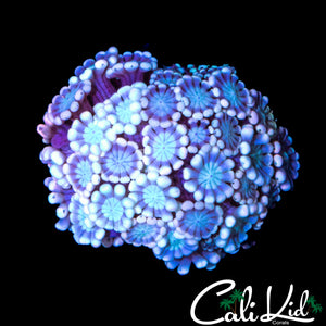POWDER PUFF ALVEOPORA