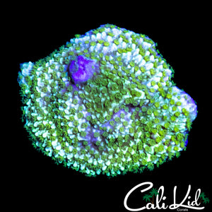 TYREE NEON GREEN MONTI