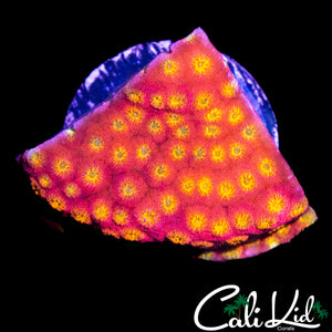 RAINBOW RIM CYPHASTREA