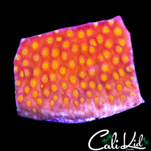 RAINBOW RIM CYPHASTREA