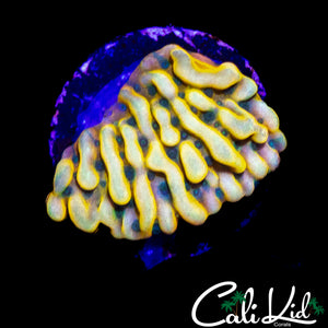 RAINBOW PHOENIX MONTI