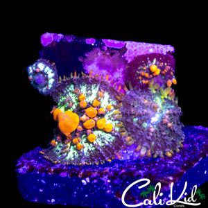 CB SUNKIST BOUNCE SHROOM QUAD ROCK
