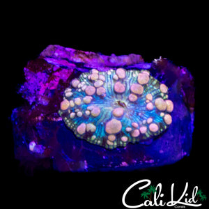 NEPTUNE BOUNCE MUSHROOM