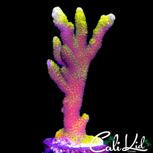 WWC CONTRABAND GRAFTED DIGI (LARGE FRAG)