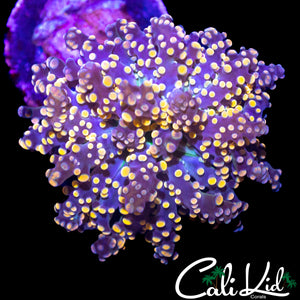 RAINBOW SWIRL BRANCHING OCTOSPAWN