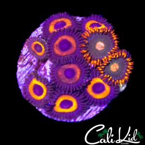 ASSORTED ZOA FRAG