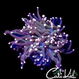 AQUACULTURED BI COLOR TIP TORCH