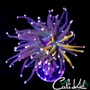 RARE COLOR GRAFTED TORCH