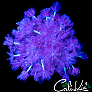 PULSATING XENIA CHUNK