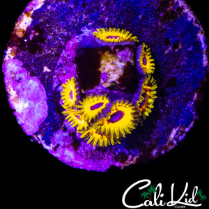 GREAT OWL ZOA MINI COLONY