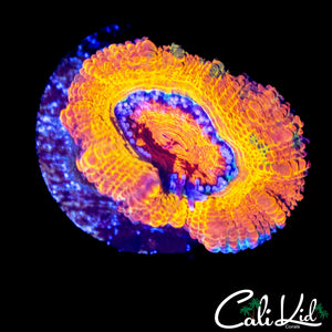 ULTIMATE RAINBOW ACAN LORD (W/ GREEN)