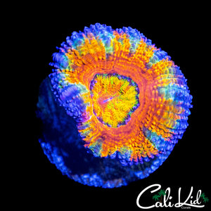 ULTIMATE RAINBOW ACAN (RARE COLORS)