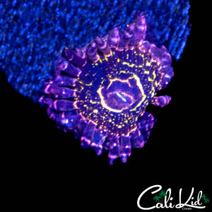 STRATOPSHERE ZOA (LARGE)