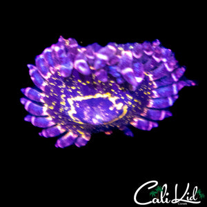 STRATOPSHERE ZOA (LARGE)