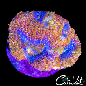 RAINBOW PASSION BOWERBANKI