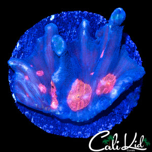 RARE ORANGE EYE PECTINIA
