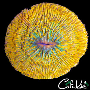 AMAZING RAINBOW PLATE (PURPLE TIP TENTACLES)