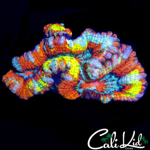 ULTRA RAINBOW WILSONI W/ YELLLOW