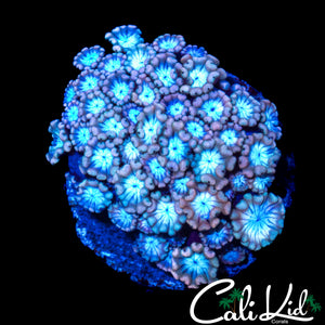 BI COLOR ALVEOPORA