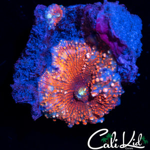 WHITE SPOTTED RED DEVIL SHROOM DOUBLE
