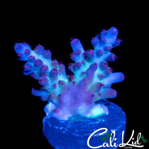 AQUA COOL ACRO