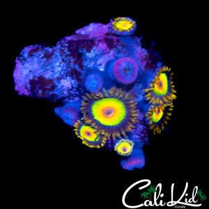 RASTA ZOA MINI COLONY