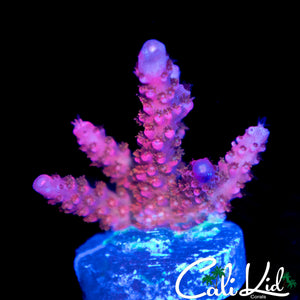 PC RAINBOW ACRO