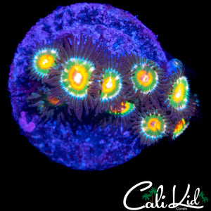 ASSORTED ZOA FRAG