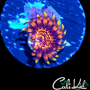 BEN'S PRIVATE COLLECTION UNRELEASED ZOA