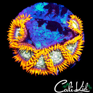 CK HATERADE ZOA MINI COLONY