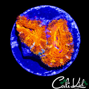 RAINBOW SLICE ACAN DOUBLE