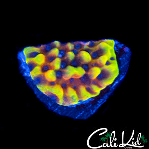 CK PEYOTE DREAMS MONTI