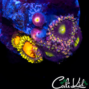HIGH END ASSORTED ZOA MINI COLONY
