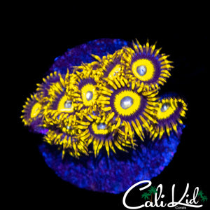 BULLS EYE ZOA MINI COLONY