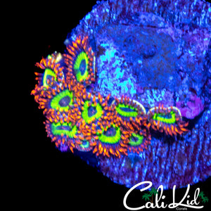 FRUIT LOOPS ZOA MINI COLONY