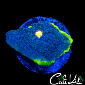 RAINBOW EYE CHALICE FRAG