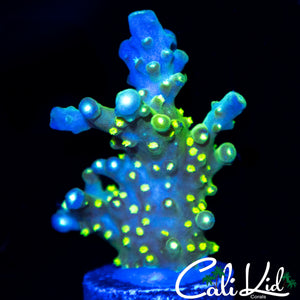 CK GOLDEN GODDESS ACRO