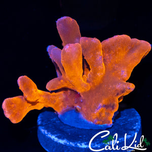 RARE GRAFTED SETOSA