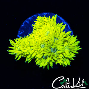 BRIGHTEST GONI EVER