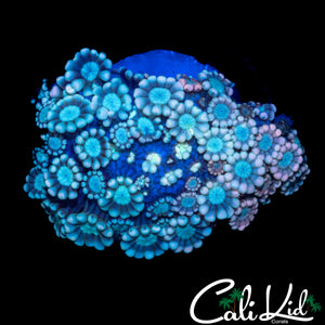 BI COLOR ALVEOPORA