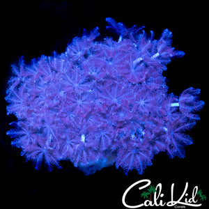 PULSATING XENIA COLONY
