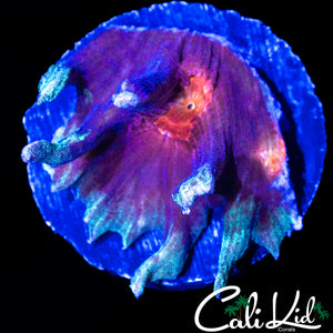 RARE FROSTED RIM PECTINIA CHUNK