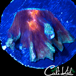 RARE FROSTED RIM PECTINIA