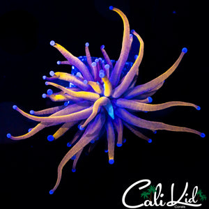 AQUACULTURED MALAYSIAN GOLD TORCH