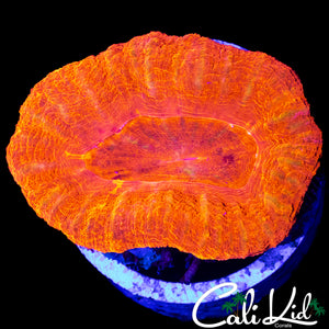 BLOOD ORANGE SCOLY