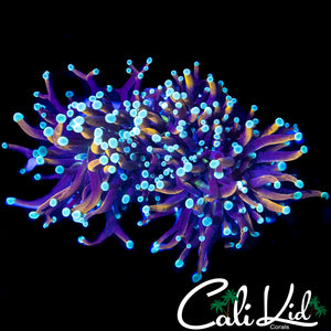 AQUACULTURED TEAL TIP TORCH LARGE